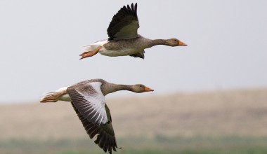 Два вида птиц Новосибирской области внесут в Красную книгу