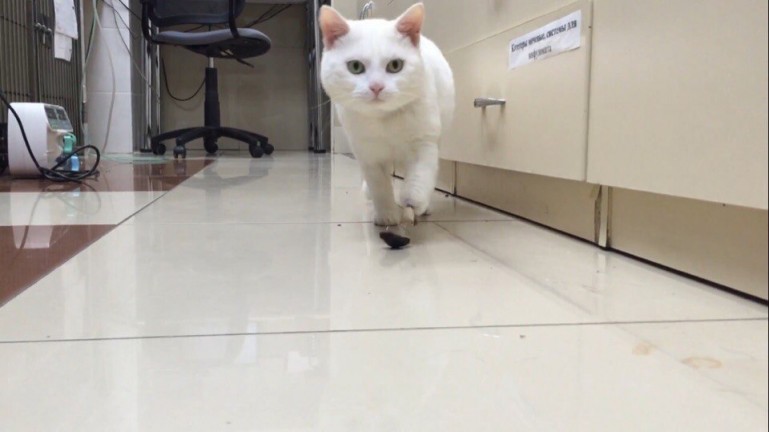 Новосибирскому коту вживили титановый протез лапы