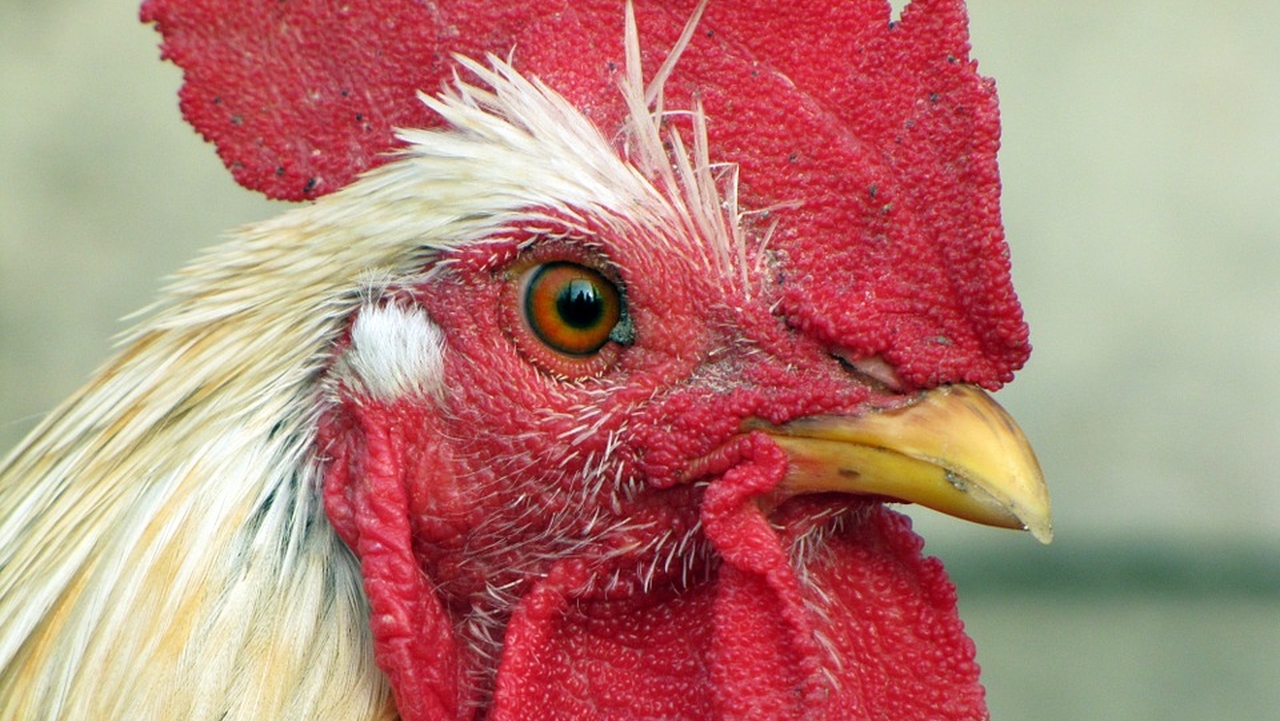 Россельхознадзор запретит ввозить мясо с птичьим гриппом