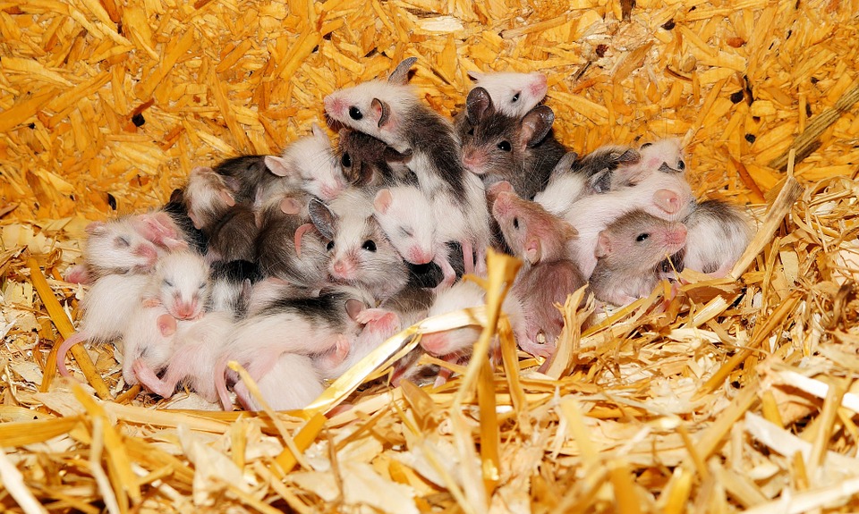 В Швеции открыли кафе и парк аттракционов для мышей