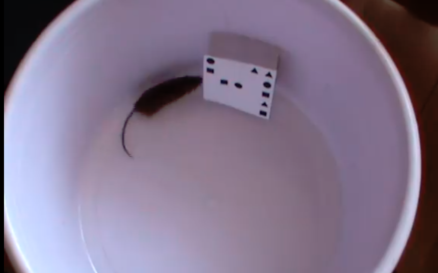 Новосибирские ученые доказали, что мыши умеют считать