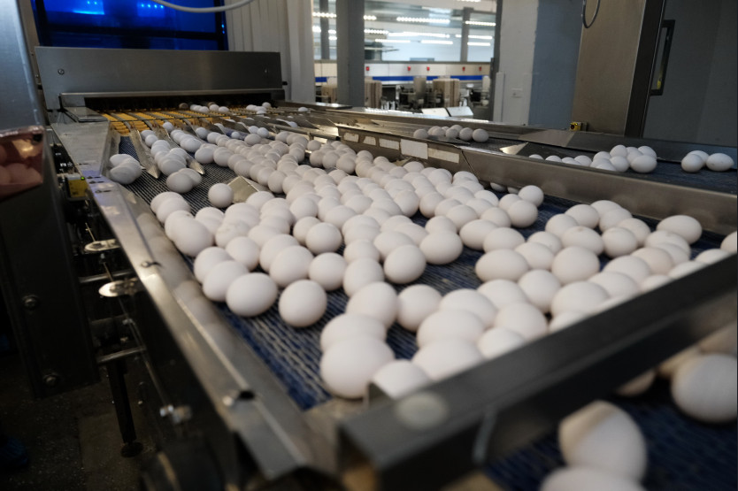 Яйца и курицы из Новосибирской области попадут в нацпроект и в Китай