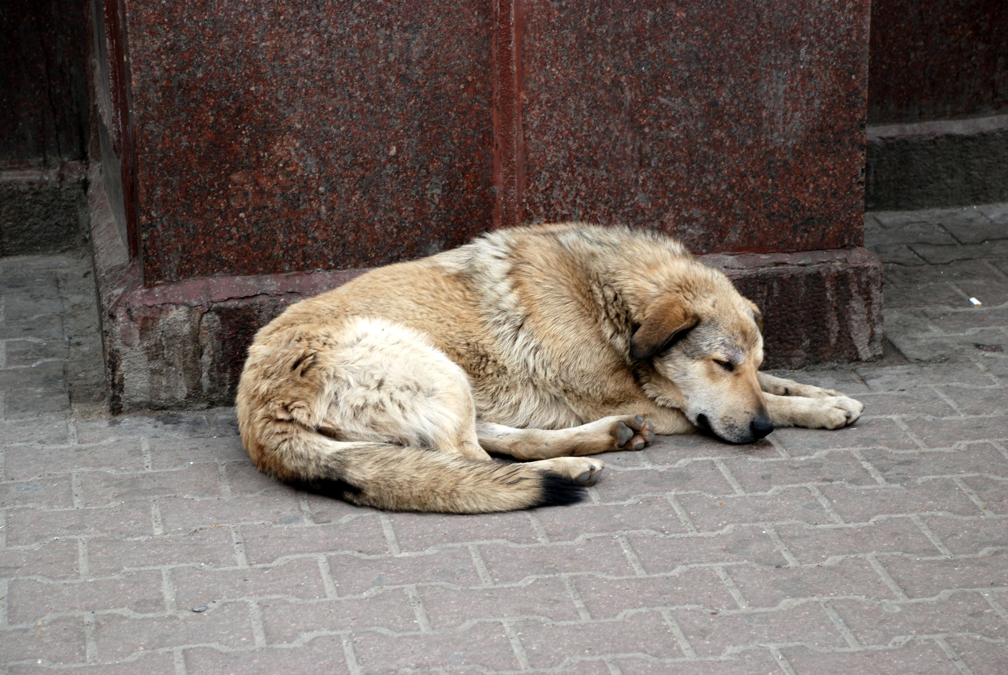 Делом раненой бродячей собаки займется новосибирская полиция