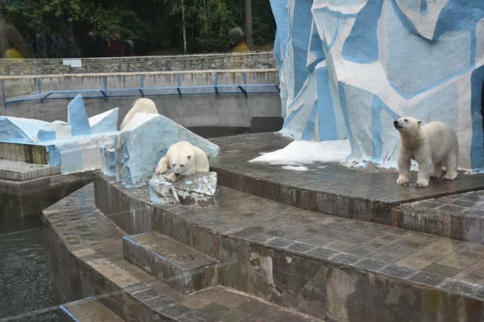 Белые медведи в Новосибирском зоопарке имени Ростислава Александровича Шило