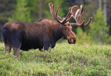 Сузунских браконьеров штурмовал спецназ