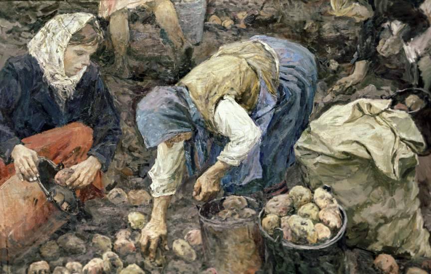РЕЦЕПТОР: Как выбрать картофель? Как этот овощ покорил Европу, а затем и России
