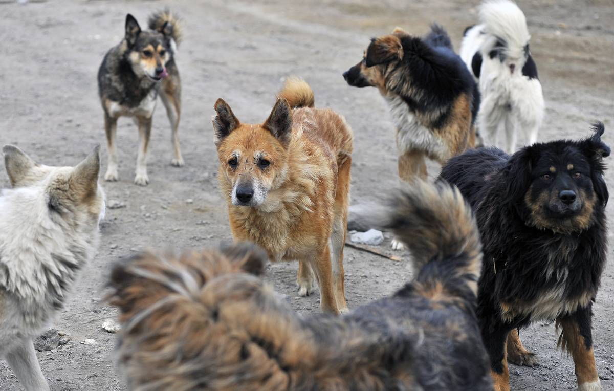 Фото земляной собачки в томской области