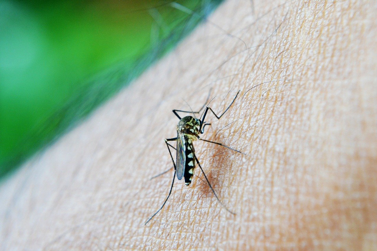 В Новосибирске зафиксировали потенциально смертельную лихорадку денге