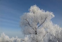 В ночь на 23 февраля новосибирцам обещают 30-градусные морозы