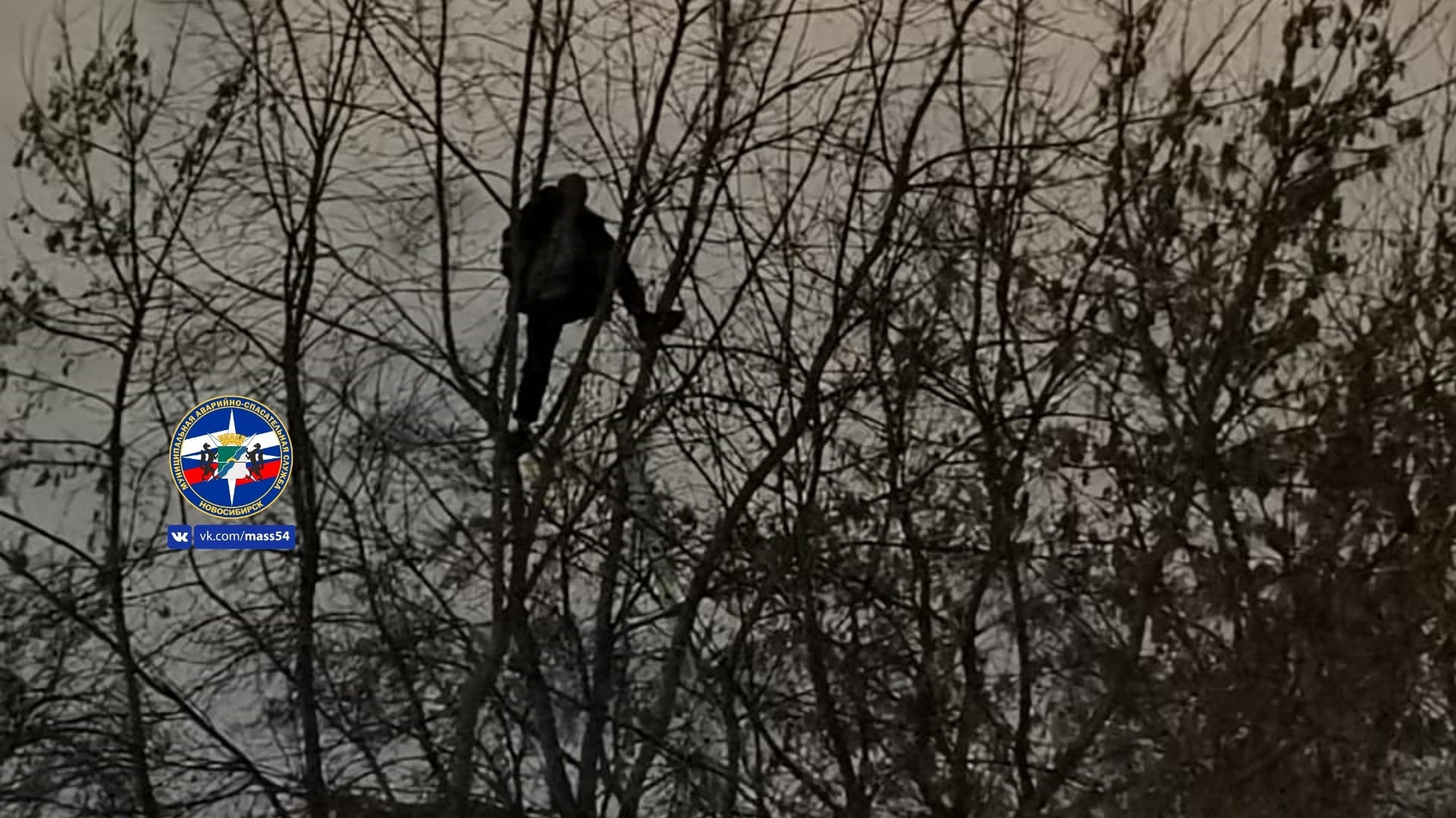 В Новосибирске неадекватный мужчина три часа сидел на дереве
