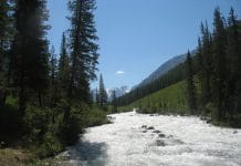 Смоляные кислоты из ели сибирской помогут в терапии опасной опухоли мозга