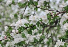 В Новосибирске в воскресенье, 23 мая, началась неделя 30-градусной жары