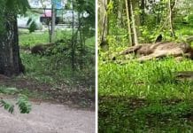 Молодая лосиха убилась на улице новосибирского Академгородка