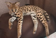 Новосибирские ветеринары лечат «хрустального» сервала