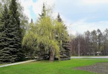 Летняя погода придёт в Новосибирск на выходных