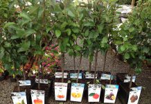 Новосибирские садоводы отправили почтой более 2000 саженцев