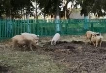 Житель Новосибирской области из-за свиней обещал перестрелять односельчан