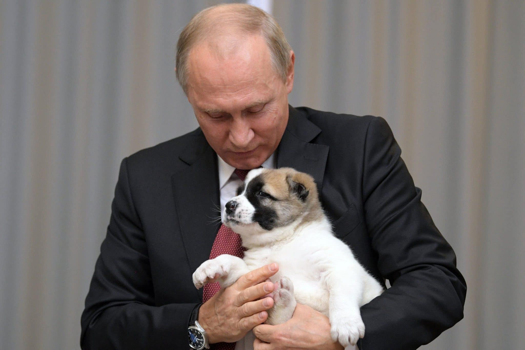Придется ли чипировать домашних по поручению Владимира Путина?