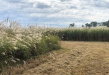 В Новосибирске хотят построить завод по производству эко-посуды