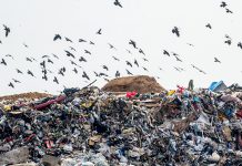 Заксобрание: поселения НСО страдают от антисанитарии из-за свалок