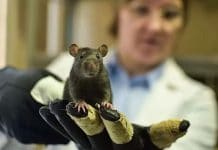 Новосибирские мыши не хотят заражаться коронавирусом