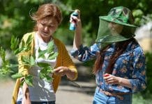 К нашествию мошки на Новосибирск подключилась опасная кровососка