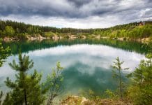 На примере Караканского бора в НСО создадут модель лесных отношений