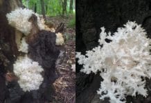 В Новосибирске расплодились краснокнижные коралловые грибы