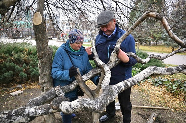 В Новосибирске редким деревьям присвоят статус памятника природы