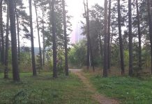 Прокуратура НСО добивается отмены февральского закона о «лесных парках»