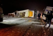 Три лошади погибли в ДТП под Новосибирском