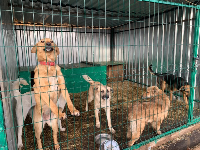 Проектировщик муниципального приюта для животных в Новосибирске сорвал сроки
