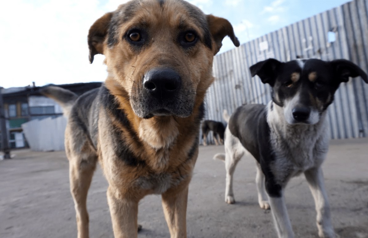 Опрос об эвтаназии для бездомных животных в Новосибирской области идет вяло