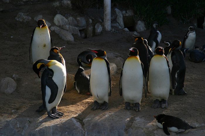 День осведомленности о пингвинах: Сколько лет живут пингвины - Новая Сибирь  online