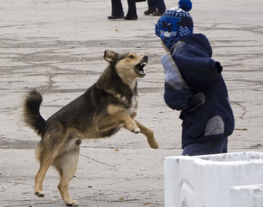 В Новосибирской области горадминистрация заплатит ребенку за укус бродячей собаки