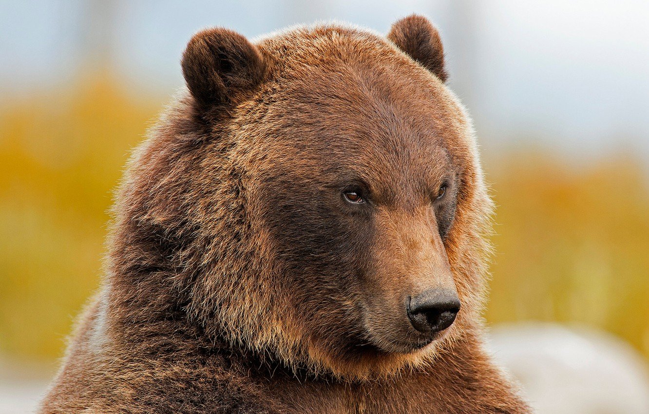 Медведь наследил рядом с поселком в Колыванском районе