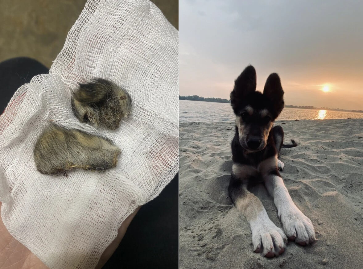 После лечения в новосибирской ветклинике у пса отвалились уши