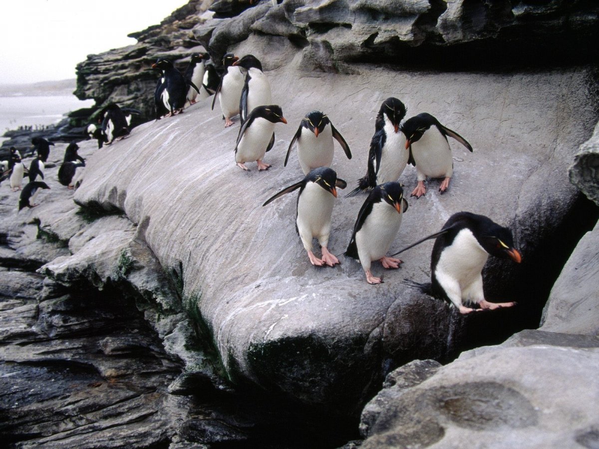 День осведомленности о пингвинах: Сколько лет живут пингвины - Новая Сибирь  online