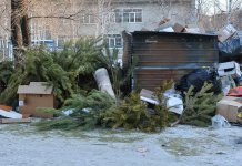 В Новосибирске скоро начнут работать пункты сбора новогодних ёлок б/у