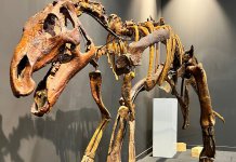 Трехметровый скелет динозавра привезли в Новосибирск палеонтологи