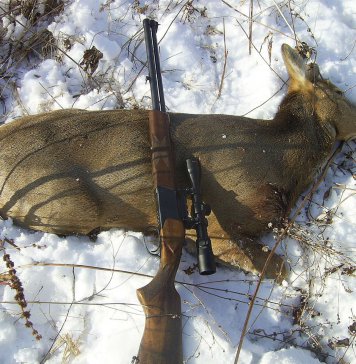 Браконьеры в Новосибирской области добыли двух косуль и потеряли автомобиль