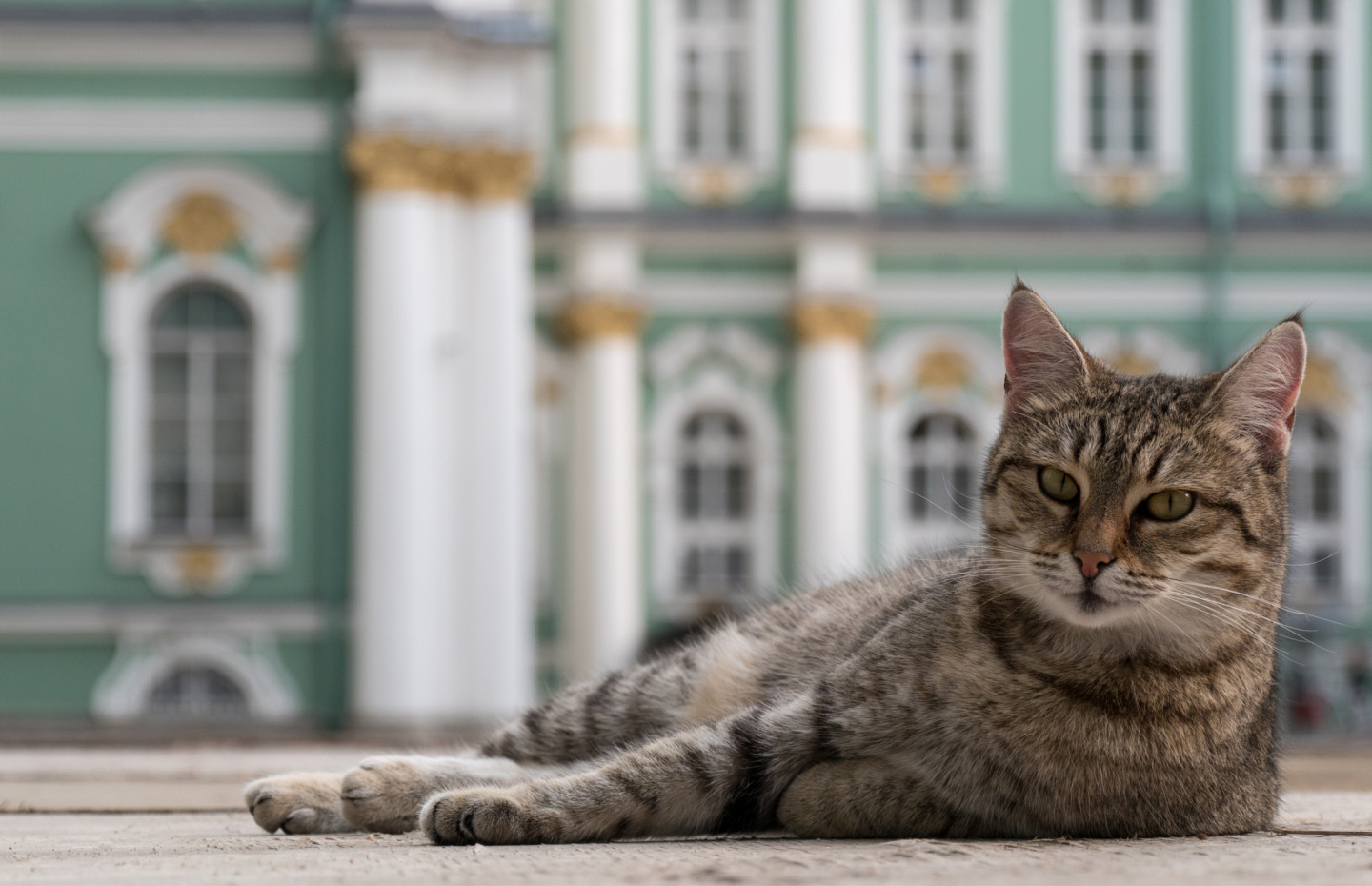 Всемирный день петербургских котов и кошек: Что за праздник