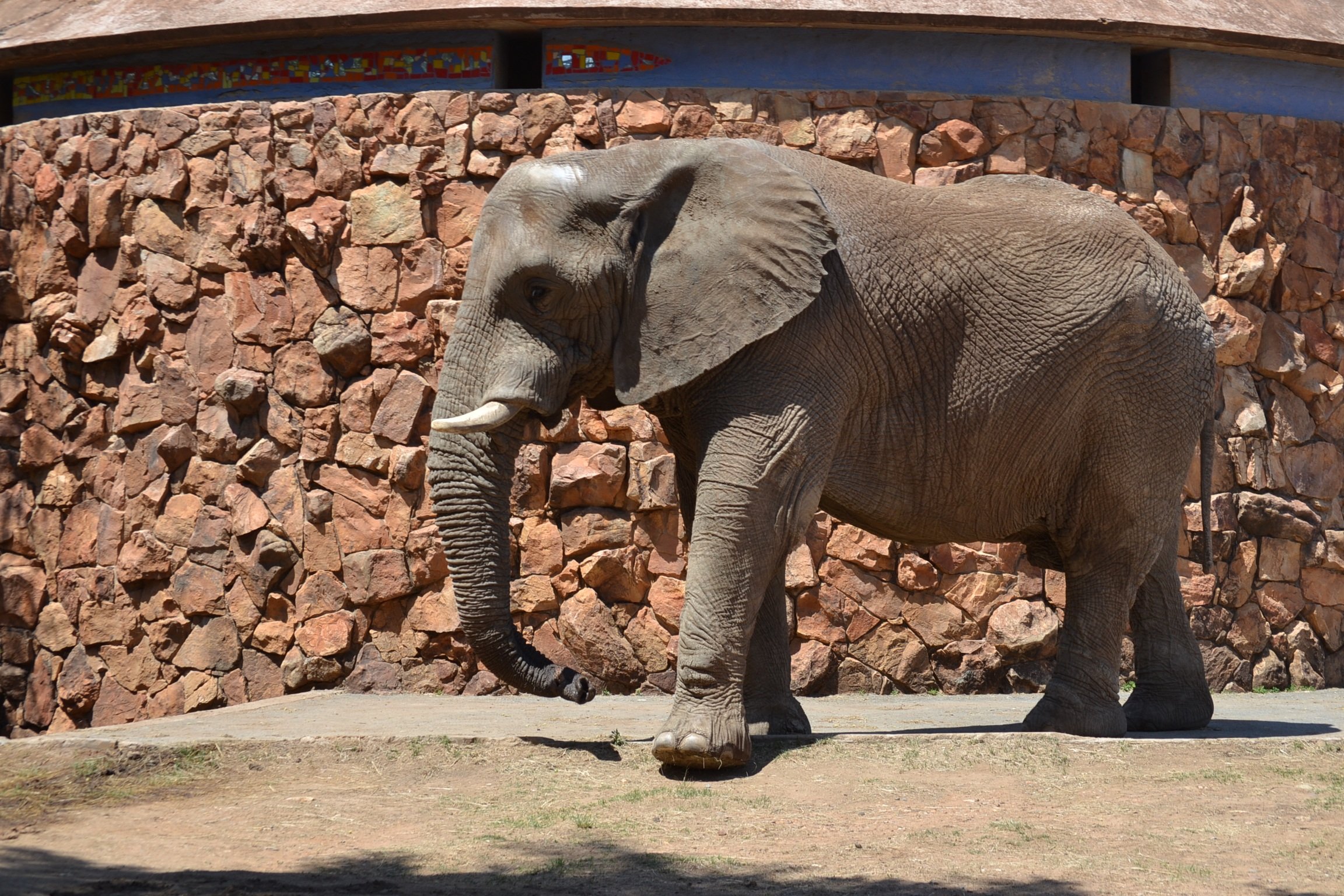 Слоны В Зоопарке