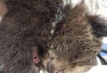 Медвежонка-потеряшку, найденного на новосибирском субботнике, отправят к сородичам в Петербург