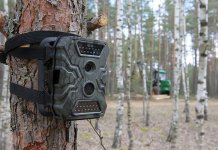 Черных лесорубов в Новосибирской области будут ловить на фотоловушки