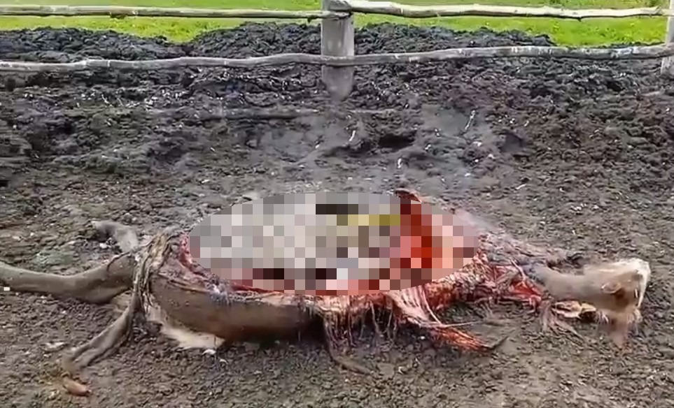 Власти приказали убить медведя, растерзавшего лошадей и жеребенка под Новосибирском