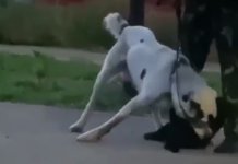 Алабай растерзал кота под Новосибирском на глазах детей