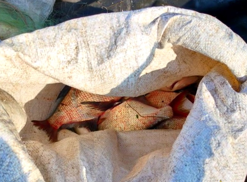 Новосибирскому рыбаку грозит срок за добычу 40 кг судака и леща