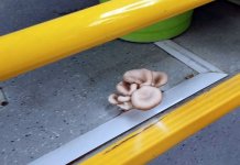 В салоне новосибирского автобуса выросли грибы