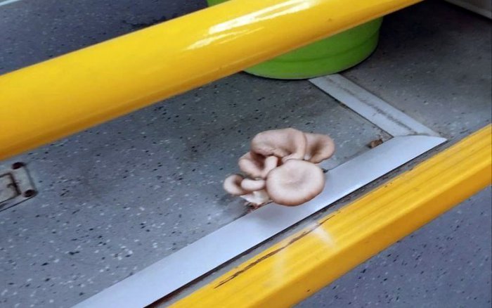В салоне новосибирского автобуса выросли грибы